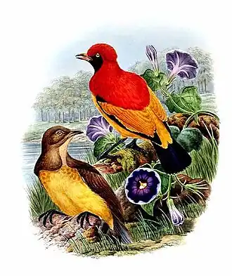 Zwartmaskerprieelvogel