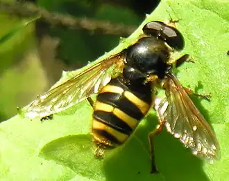 Hoogveenzweefvlieg(Sericomyia silentis)