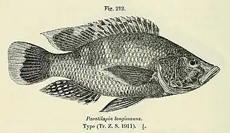 Serranochromis longimanus