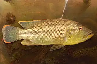 Serranochromis robustus