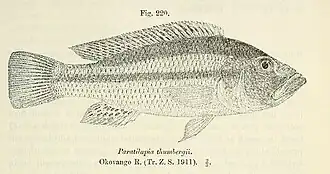 Serranochromis thumbergi