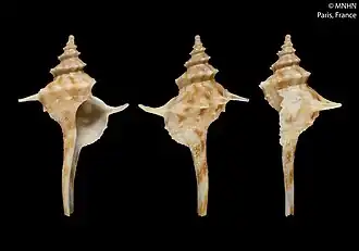 Serratifusus virginiae