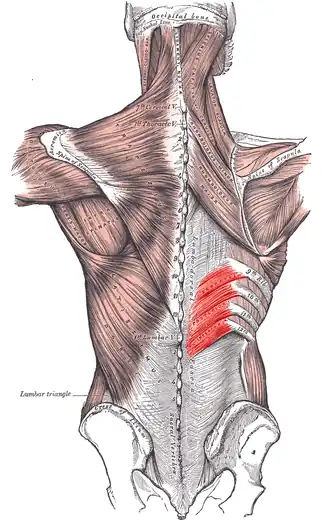 musculus serratus posterior aangegeven in rood
