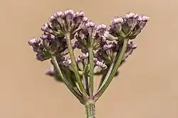 Omwindsel en omwindseltjes van bergseselie