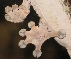 Fijne haartjes onder de tenen van een bladstaartgekko.