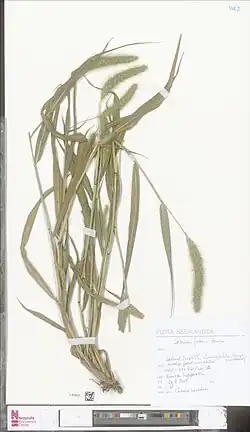 Herbarium exemplaar uit Emmadorp, Emmapolder