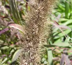 Bloeiwijze met uitgevallen vruchten