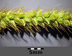 Aarpluim met aartjes. De borstelharen kleuren later rood-oranje.