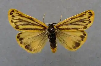Setina aurita