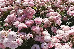 'Sexy Rexy' (McGredy, 1978)