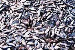 In de VS zijn de vangstniveaus voor menhaden onderwerp geweest van publiek debat