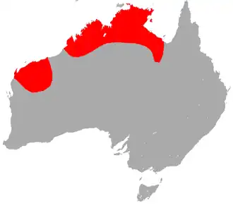 Taphozous georgianus