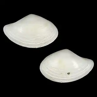 Nuculana sufficientia