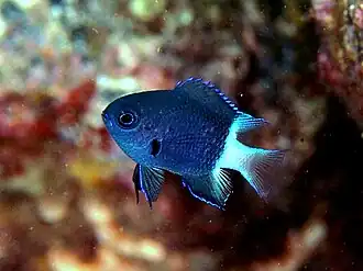 Chromis margaritifer