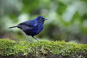 Glanzende fluitlijster