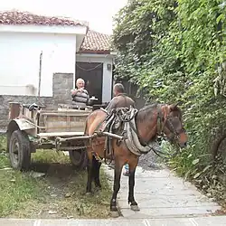 Albanees paard voor een kar