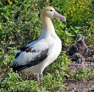Stellers albatros (Phoebastria albatrus)