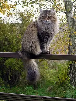Zwarte cyper kater in zomervacht