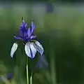De plant Iris siberica, waar het gebied beroemd om is