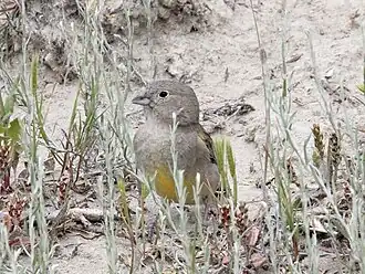Patagonische saffraangors