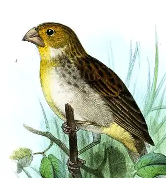 Grijsflanksaffraangors