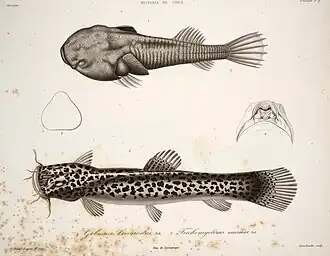 Sicyases brevirostris