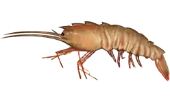 Sicyonia brevirostris