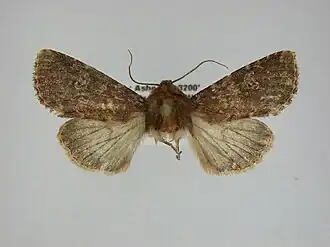 Sideridis congermana