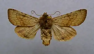 Sideridis anapheles