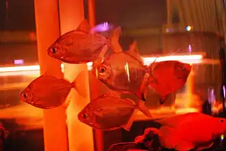 Ctenobrycon spilurus