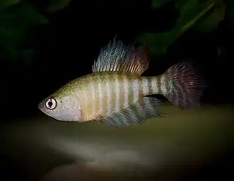 Simpsonichthys brunoi