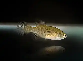 Simpsonichthys notatus