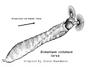 Simulium vittatum