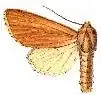 Simyra albicosta