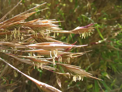 Bloeiende Fargesia nitida in Real Jardín Botánico de Madrid