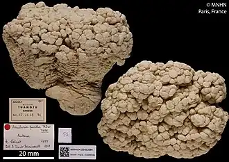 Sinularia variabilis