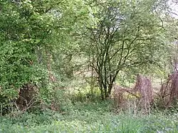 Natuurgebied bij Sinzig