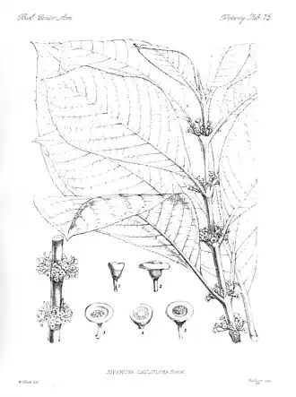 Siparunaceae