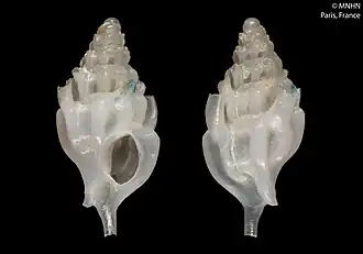 Siphonochelus boucheti