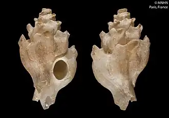 Siphonochelus lozoueti