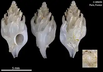 Siphonochelus nipponensis