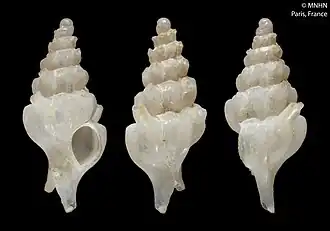 Siphonochelus stillacandidus