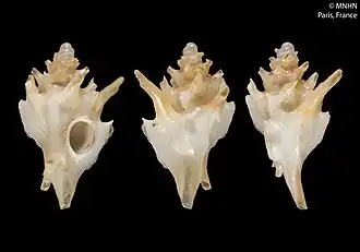 Siphonochelus virginiae