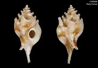 Siphonochelus wolffi