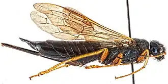 Sirex cyaneus