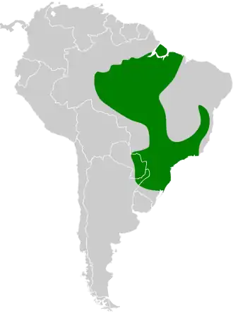 Grijsrugsirystestiran