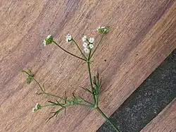 Bovenste bladeren met lijnvormige blaadjes en omwindsel