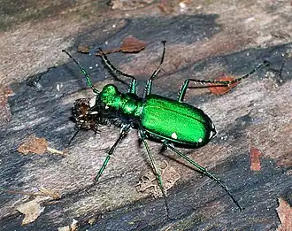 Cicindela sexguttata