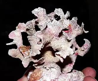 Pavona decussata