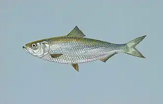Alosa chrysochloris